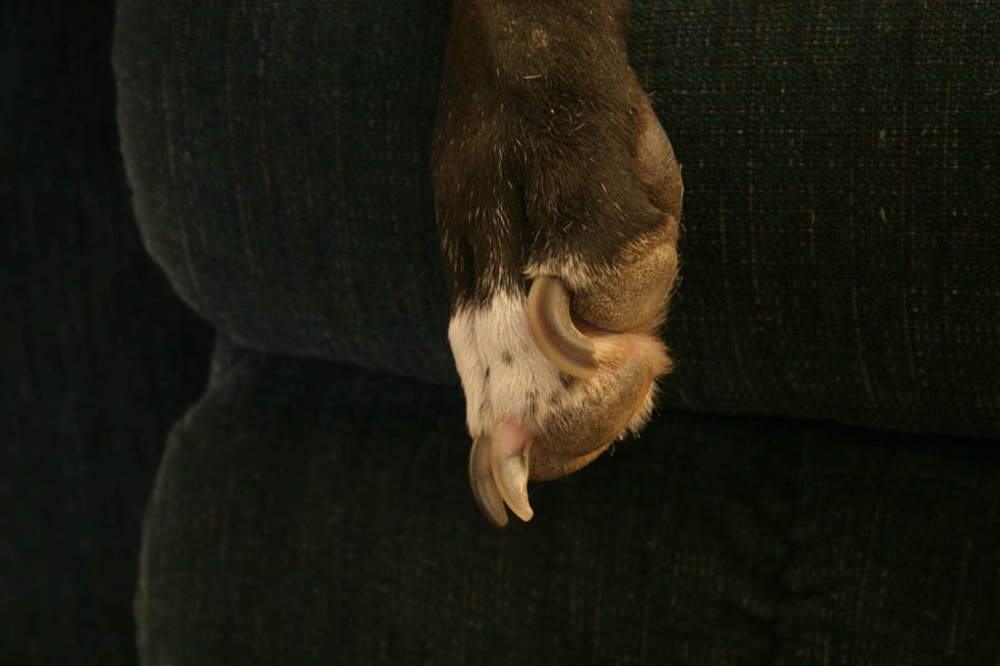 A large paw hanging over the side of the couch (ISO 100, 55mm, f/5.6, 8 sec, 2800K)
